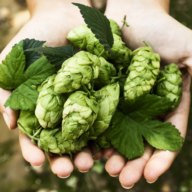 Hopline, dostawca sprzętu do warzenia piwa