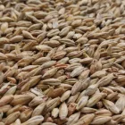 Słód Viking Red Ale