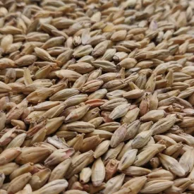 Słód Viking Red Ale