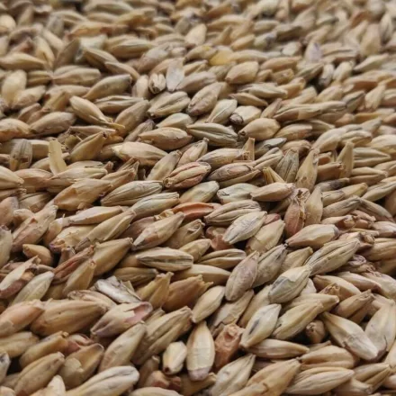 Słód Viking Red Ale