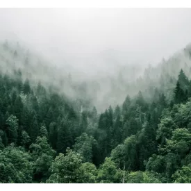 H-04810 „Portland” Cascade SMaSH IPA