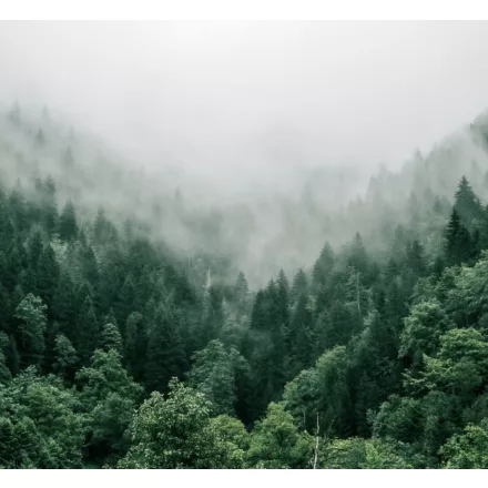 H-04810 „Portland” Cascade SMaSH IPA